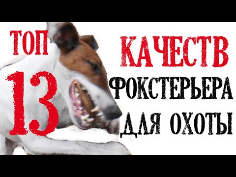 Видео: Топ 13 качеств фокстерьера для охоты