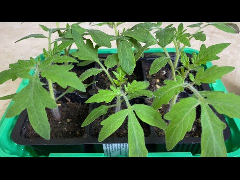 Видео: НИЗКАЯ И КРЕПКАЯ РАССАДА ТОМАТОВ! ОСНОВНЫЕ ПРАВИЛА