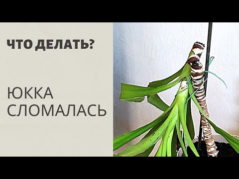 Видео: Юкка, которая сломалась на 2 части. Спустя 6 месяцев...