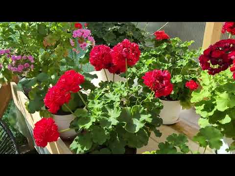 Видео: #788. Обзор цветения пеларгоний. Где меня искать,если заблокируют ютуб
