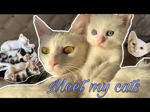 Видео: VLOG 6 | Meet my cats🫶🏻 Муурнуудтай минь танилцаарай😍🙆🏼‍♀️🐱