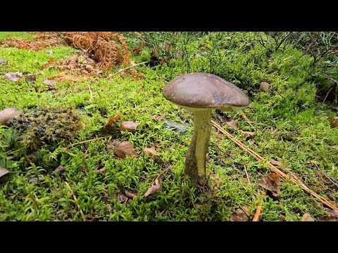 Видео: Первая осенняя прогулка в лесу