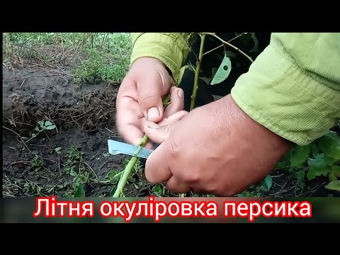 Видео: Правильна окуліровка персика🍑🍑🍑