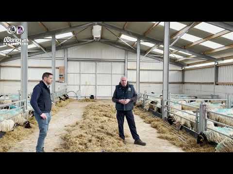 Видео: НОВЫЙ ОВЧАРНЯ НА ХОЛМАХ ГРАФСТВА МЕЙО