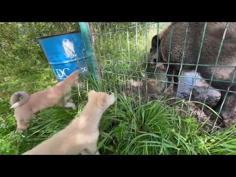 Видео: Первая натаска щенков волэндов по кабану. 