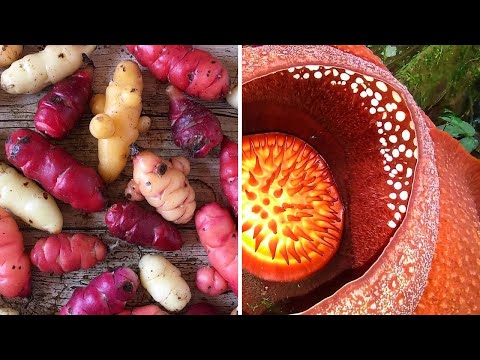 Видео: ▽ Удивительные растения планеты Земля