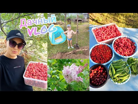 Видео: Дачный VLOG🏡Волнующий вопрос-это СИРЕНЬ🌿Копаем корни🌳Разобрали теплицу🤗 Наш урожай🍓Будни дачников🤪