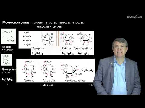 Видео: Дубынин В.А. - 100 часов школьной биологии - 2.2. Углеводы: от глюкозы к моносахарида м