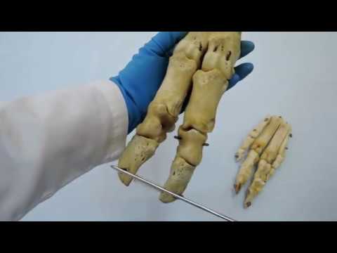 Видео: Видеозанятие 11 «Строение и видовые особенности запястья, пясти и пальцев кисти»