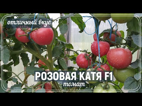 Видео: 🍅 Томат Розовая Катя F1| Очень вкусный томат который нравится всем