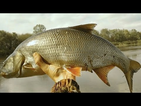 Видео: Река Или Жерех прёт дурниной