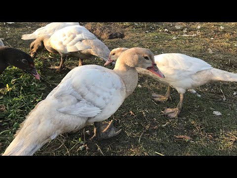 Видео: Сколько Индоуток оставлять на племя / на зимовку / Мускусные утки / Семья / Сколько уток на Селезня?