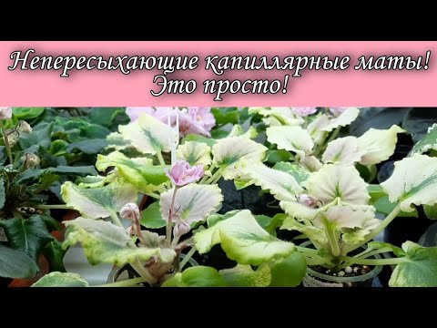 Видео: Непересыхающие капиллярные маты для фиалок! Можно их использовать для рассады и других цветов!