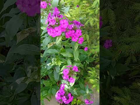 Видео: Таанышкым келет🌹сиз менен#бугун #ош#ноокат #баткен# ютуб#таанышуу 