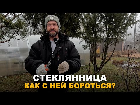 Видео: СТЕКЛЯННИЦА. Методы борьбы со стеклянницей.
