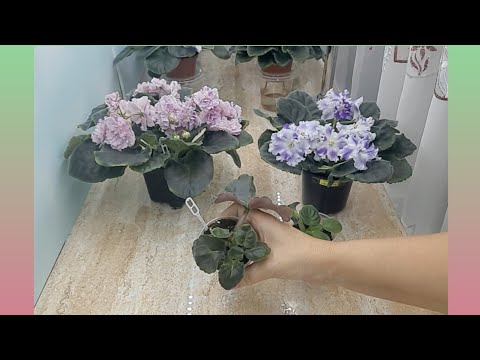 Видео: Фиалки! От чего зависит быстрый рост деток?