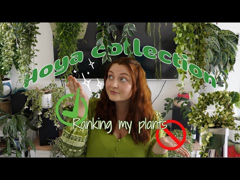 Видео: Рейтинг всей моей коллекции хойи и дисхидии (уровень S–F!)🌱