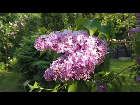 Видео: Сиреневый сад. Сокольники. 25.05.2025 год.