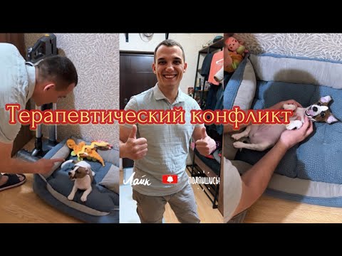Видео: Терапевтический Конфликт  - Воспитание щенка Джек Рассел терьера