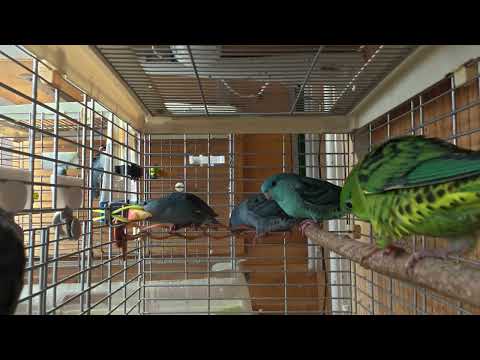 Видео: Пенцы Катаринок покидают гнездо