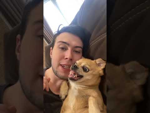 Видео: Парень и чихуахуа угарные моменты (нарезка) 2 часть
