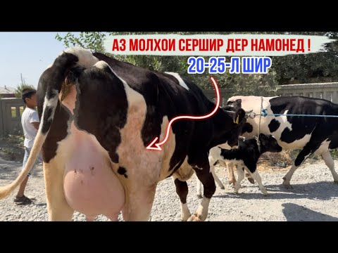 Видео: 20-25 л ШИР 