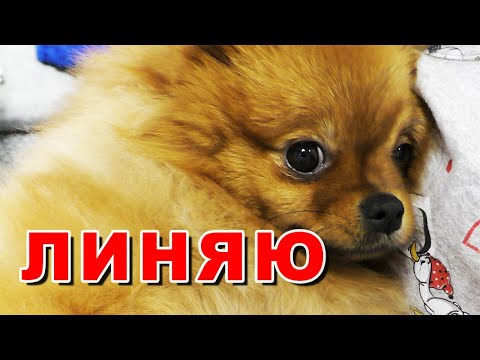 Видео: Шпиц линяет. Витамины для шерсти собаки. Пони Ekinia (Экиния). Снег в октябре 2020. Влог