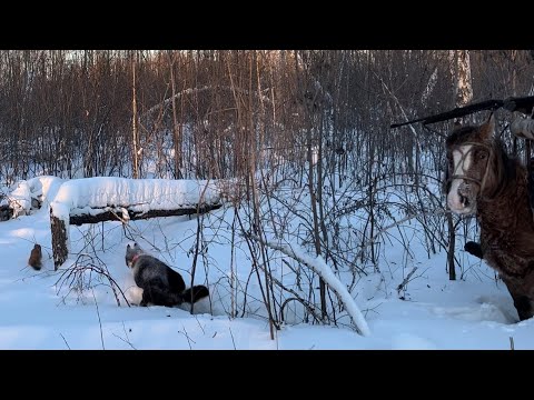 Видео: Охота на куницу 2024 «Погоня за куном»