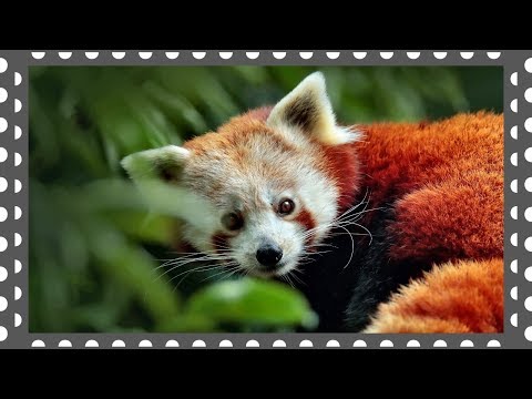 Видео: Венский зоопарк  День 2