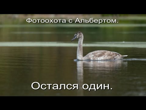 Видео: Фотоохота с Альертом. Остался один.