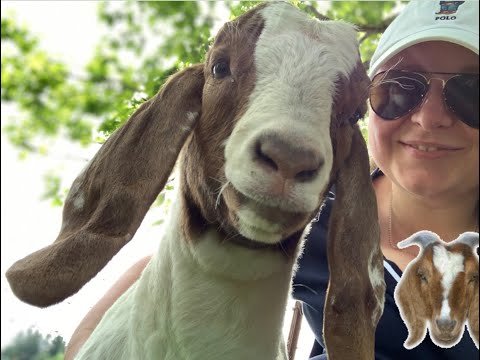 Видео: Влог 7. Знакомство с бурскими козами.  Boer goats.