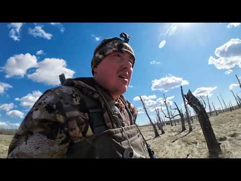 Видео: Охота весной на махокрыл и из скрадка. Hunting for winged flapper in spring and from a blind.