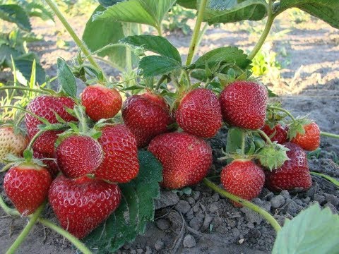 Видео: Клубника для начинающих. Секреты выращивания