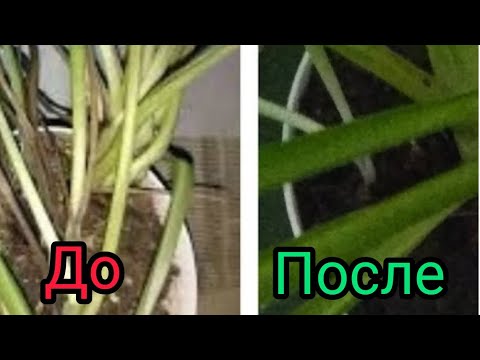 Видео: Как спасти Хлорофитум