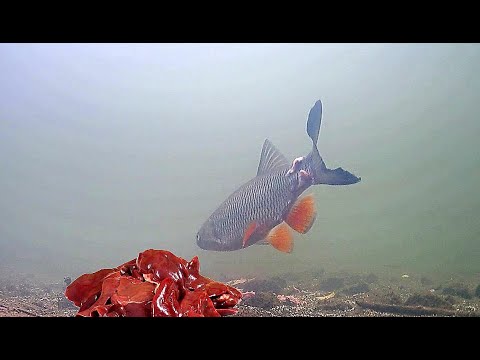 Видео: Реакция рыбы на Куриную Печень. Подводная съемка