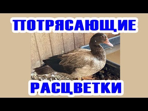 Видео: БРОНЗА такого невероятного окраса вы никогда не видели! Генетика мускусных уток часть4