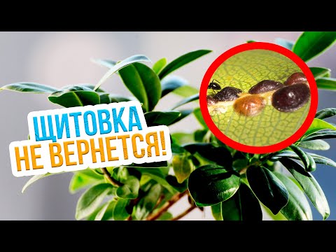 Видео: ЩИТОВКА НА ЦВЕТАХ - вредители комнатных растений! Как бороться с щитовкой на комнатных растениях?