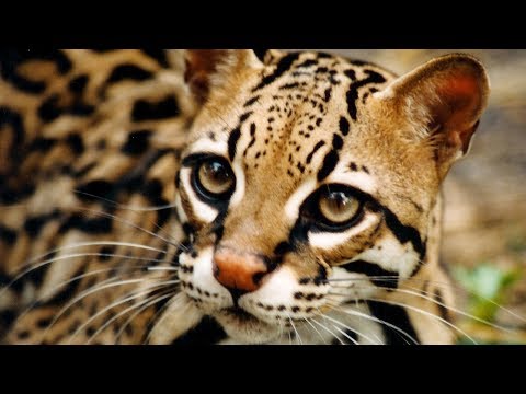 Видео: 10 Самых дорогих диких кошек