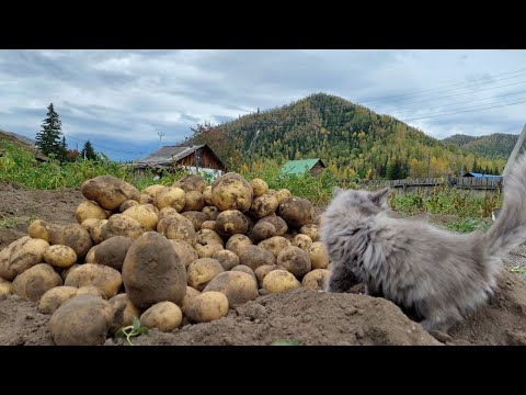 Видео: "Хороший" урожай. Осенний лес. Жизнь в деревне.