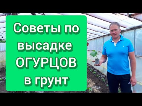 Видео: Высадка огурцов в грунт