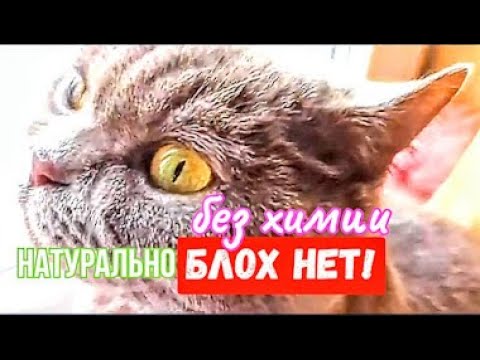 Видео: КАК ИЗБАВИТЬСЯ ОТ БЛОХ У  КОШКИ 🐱 ПОЛНОСТЬЮ НАТУРАЛЬНОЕ СРЕДСТВО БЕЗ ВРЕДА ДЛЯ ЖИВОТНОГО