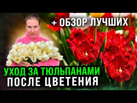 Видео: УХОД ЗА ТЮЛЬПАНАМИ ПОСЛЕ ЦВЕТЕНИЯ, ЗАЧЕМ ВЫКАПЫВАТЬ И КАК ХРАНИТЬ ЛУКОВИЦЫ | Обзор лучших тюльпанов