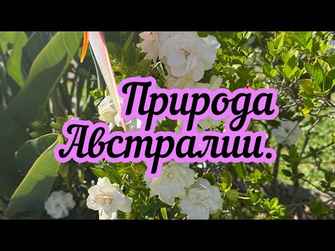 Видео: Влог. Сиднейские зарисовки.#путешествия# австралия#