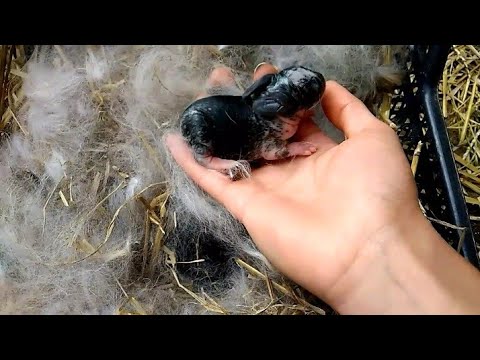 Видео: 9. Осмотр гнезд после окрола. Можно ли брать крольчат в руки? Порода Рекс!