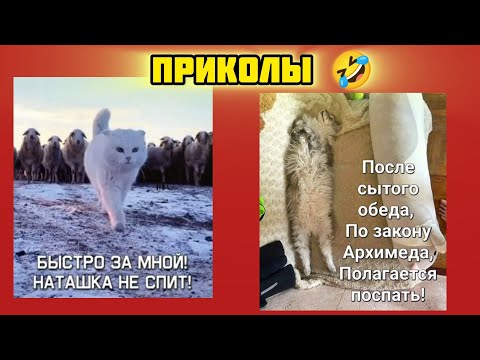 Видео: Быстро за мной смотри смешные картинки мемы котики приколы  🤣