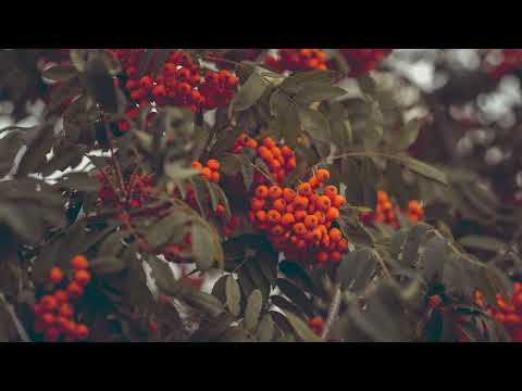Видео: Рябина-ягода
