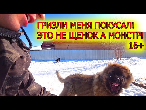 Видео: Гризли озверел! Укусил меня из за мяса! Пищевая агрессия!
