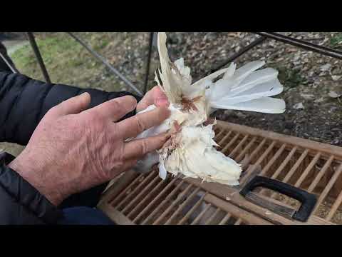 Видео: Птичий рынок г. Weilburg 30.03.2025