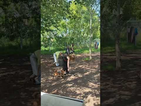 Видео: Собаки танцуют первый танец