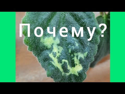 Видео: Фиалки! Пятна на листьях. ВаТ Мотылёк - просто беда!